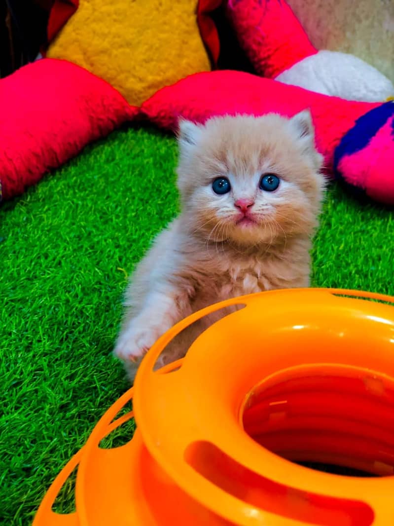 Persian / Kitten / Triple coat / Cute Cats / Fluffy Cat / small kitten 8