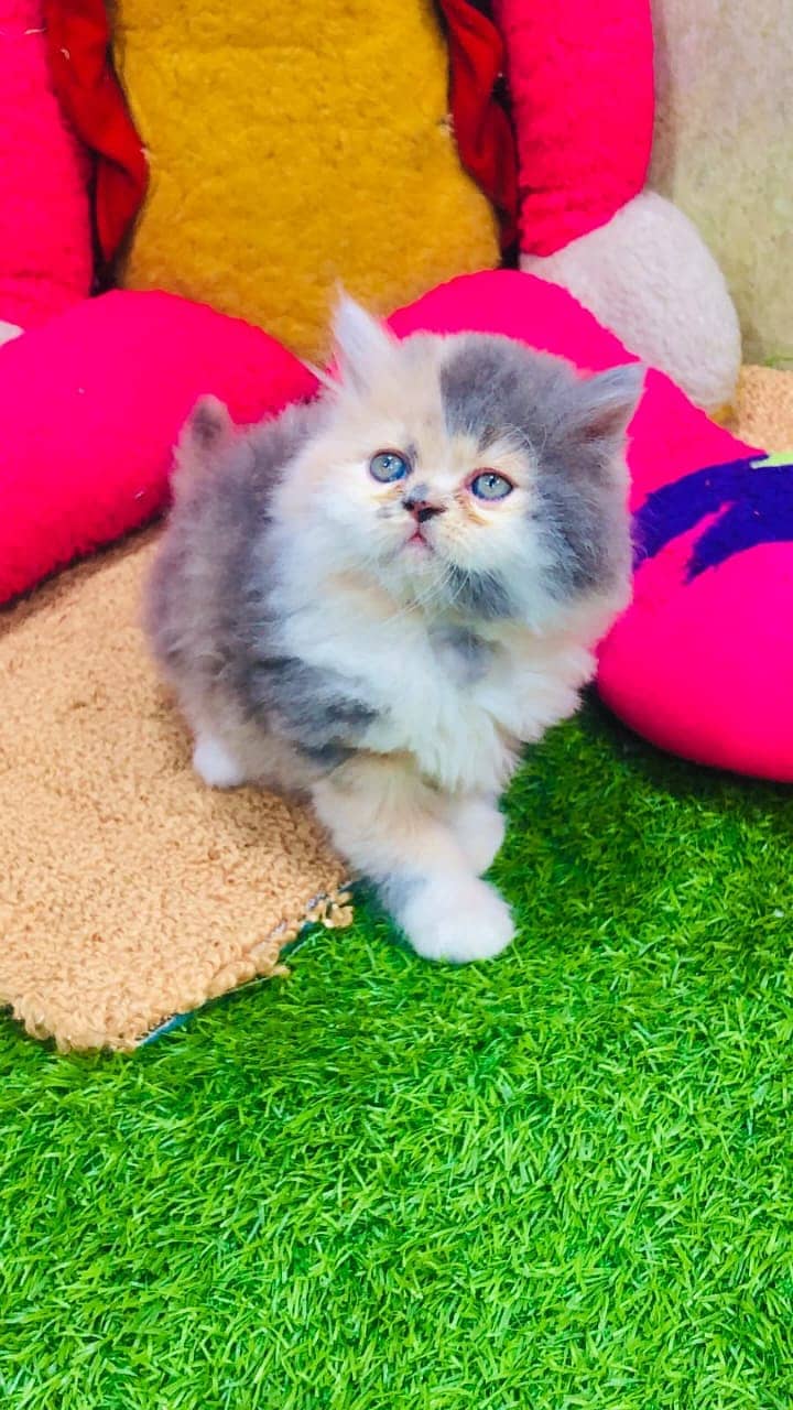 Persian / Kitten / Triple coat / Cute Cats / Fluffy Cat / small kitten 19