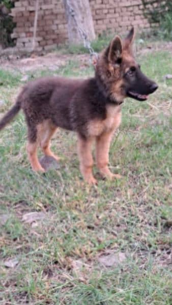 Pure German shepherd long coat 1