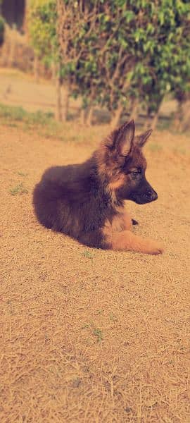 Pure German shepherd long coat 2