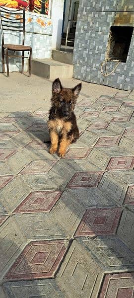 Pure German shepherd long coat 3