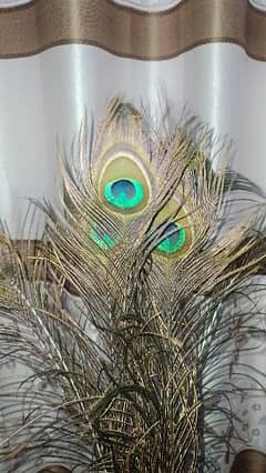 Peacock feathers