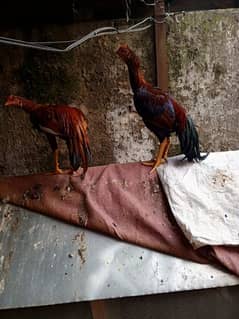 Aseel Mianwali Murgh for sale