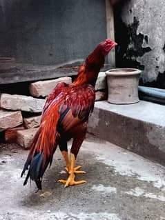 Aseel Mianwali Murgh for sale