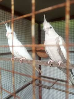 koctail full white red ayes mele gray female