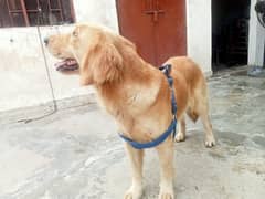 Golden Retriever Female