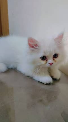 Pure Persian Kitten