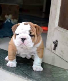 BRITISH BULL DOG PUPPY AVAILABLE FOR SALE