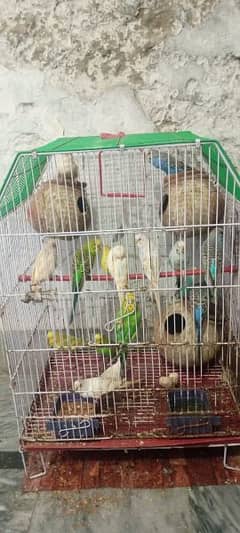 Australian parrot for sale