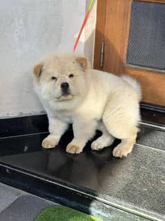 IMPORTED CHOW CHOW PUPPY FOR SALE