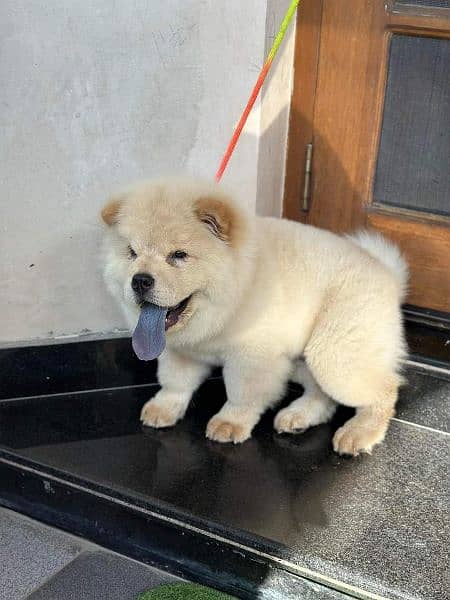 IMPORTED CHOW CHOW PUPPY FOR SALE 1