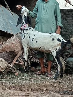 Desi gabn bakri sale