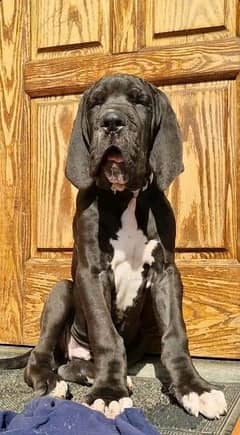 EUROPEAN GREAT DANE PUPPIES AVAILABLE FOR SALE