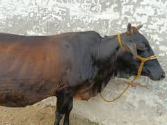 Cow for sale 1 month in delivery 03204178524