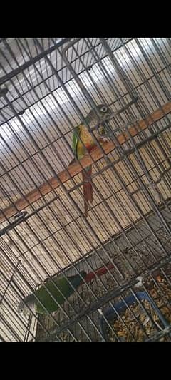 Green Chick Conure