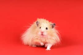 Cute Long Fur Hamsters