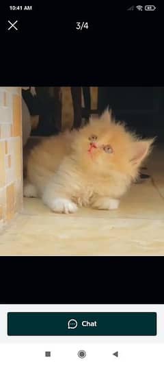 cat for sale vaccine clear sehatmand my WhatsApp 0313=49=25=408