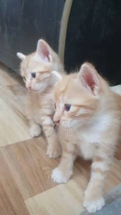 orange male /female cat