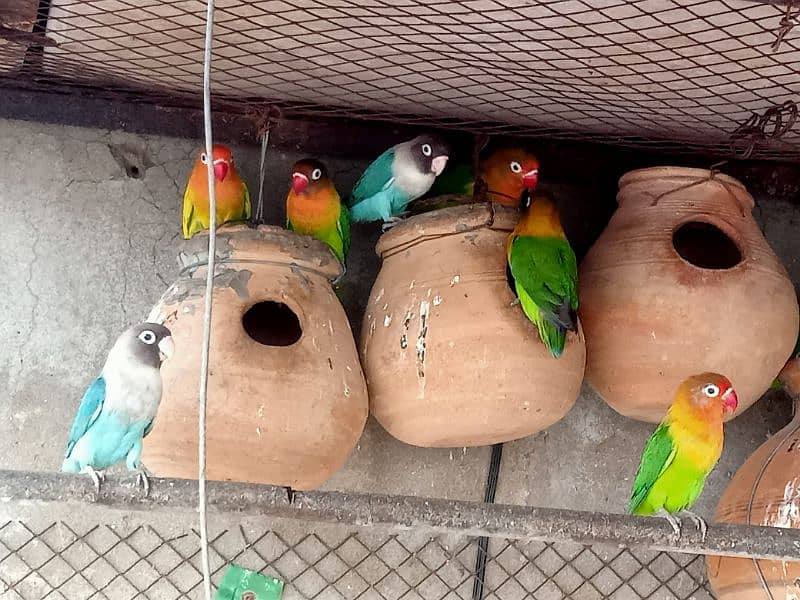 Adorable lovebirds for sale 8