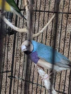 blue Goldian male ready to breed