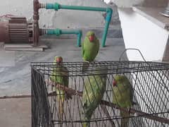 Green parrot for sale