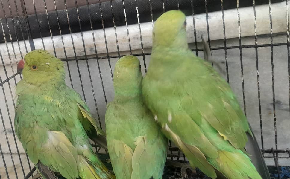 Green parrot for sale 2