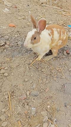 male+female breed rabbit for sale contact to Whatsapp 03129631211