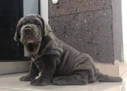 IMPORTED NEPOLITIAN MESTIFF PUPPY FOR SALE