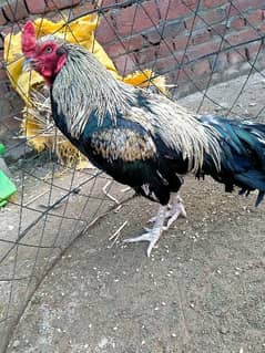 2 Aseel patha aur 7 pathian available for sale on reasonable price 0