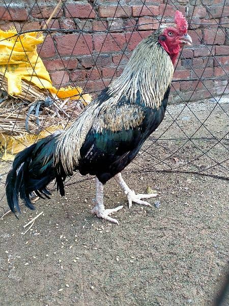 2 Aseel patha aur 7 pathian available for sale on reasonable price 2