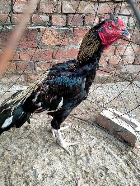 2 Aseel patha aur 7 pathian available for sale on reasonable price 4