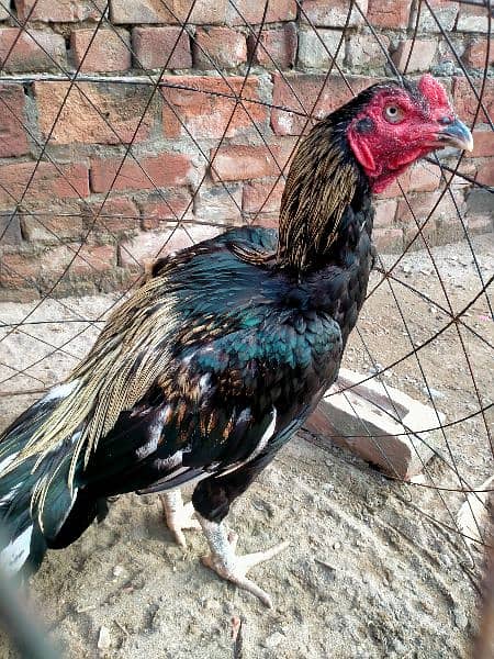 2 Aseel patha aur 7 pathian available for sale on reasonable price 5