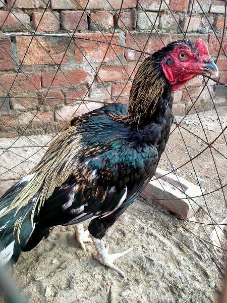 2 Aseel patha aur 7 pathian available for sale on reasonable price 6