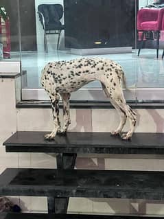 Dalmatian Shephard