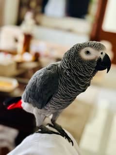 African grey parrot