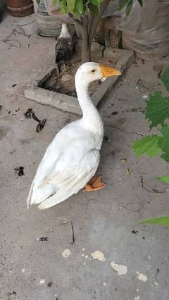 Duck