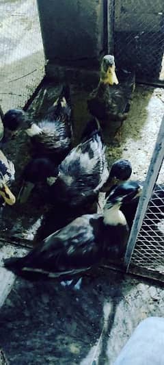 ducks pair for sale 3 pair 8month old