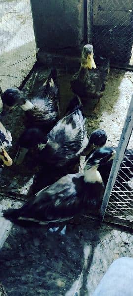 ducks pair for sale 3 pair 8month old 0