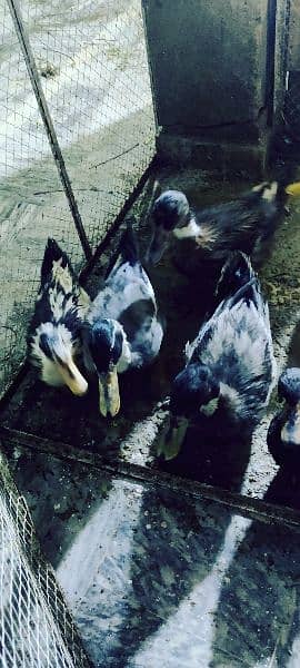 ducks pair for sale 3 pair 8month old 1