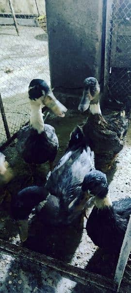 ducks pair for sale 3 pair 8month old 2