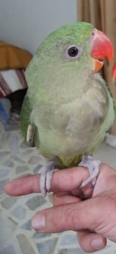 Handtame Kashmiri Raw Pahari Parrot Female Call 03362838259