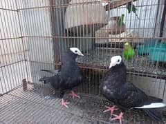 Mukhi pigeons