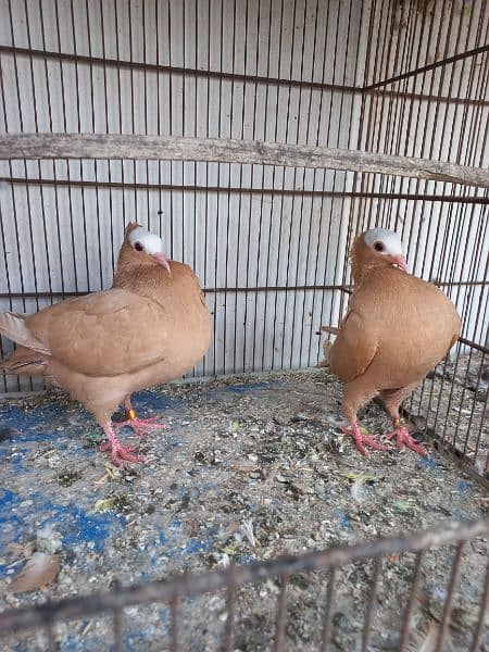 Mukhi pigeons 2