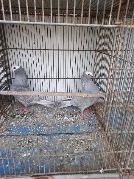 Mukhi pigeons 4