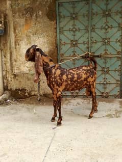 Breeder Bakra Kamoori