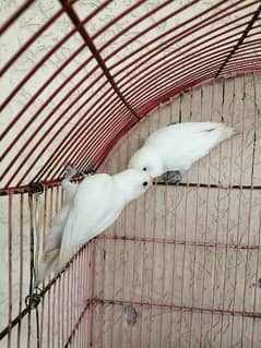 Albino and voilet euwing breeder pairs for sale 03315669922