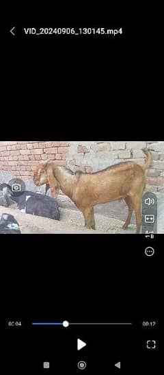 Bakra for sale