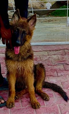 german sheprd puppy’s for sale