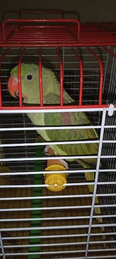 Handtame Kashmiri Raw Pahari Parrot Female Call 03362838259