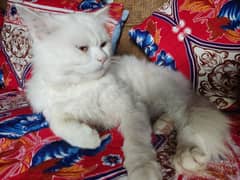 Perian Triple Coated Male Cat For Sale